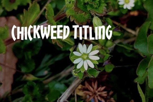 Chickweed Titling: A Playful Display Font for Branding